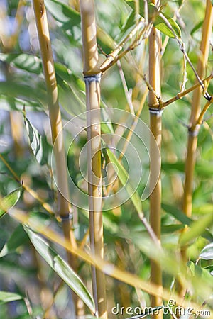Cane thicket Stock Photo