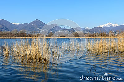 Cane thicket on lake Alserio (North Italy) Stock Photo