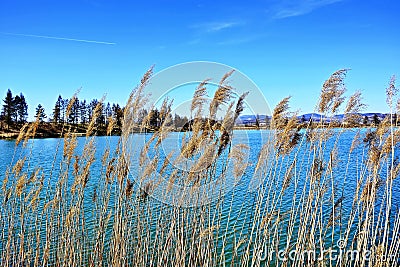 Cane thicket on the shore of the lake Stock Photo