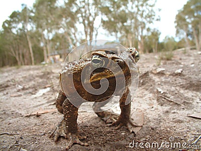 Cane toad Stock Photo