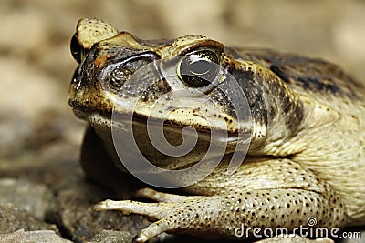 Cane toad Stock Photo