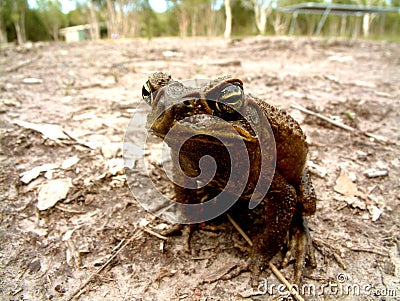 Cane Toad Stock Photo