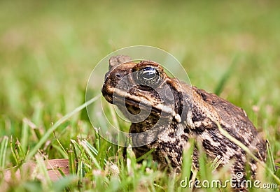 Cane toad (Bufo marinus) Stock Photo