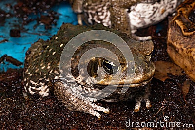 Cane Toad - Bufo marinus - also known as a giant neotropical or marine toad Stock Photo