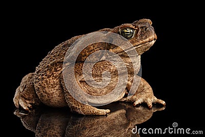 Cane Toad - Bufo marinus, giant neotropical, marine, Black Stock Photo