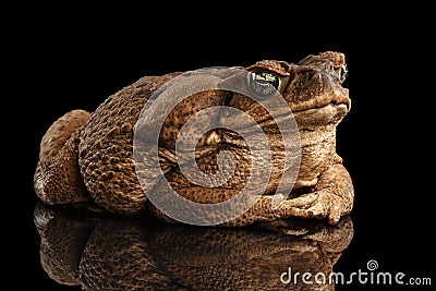 Cane Toad - Bufo marinus, giant neotropical, marine, Black Stock Photo