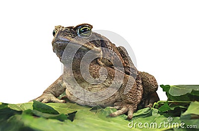 Cane toad. Stock Photo