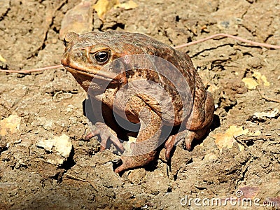 Cane toad. Stock Photo