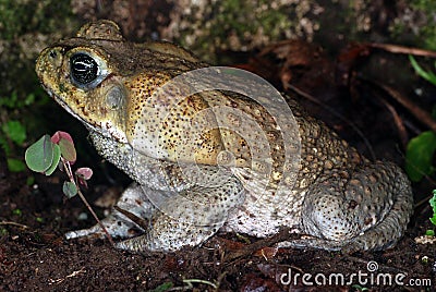 Cane toad in Costa Rica Stock Photo