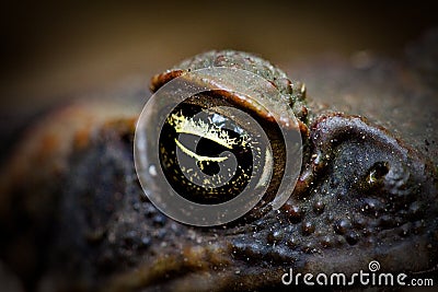 Cane toad eye Stock Photo