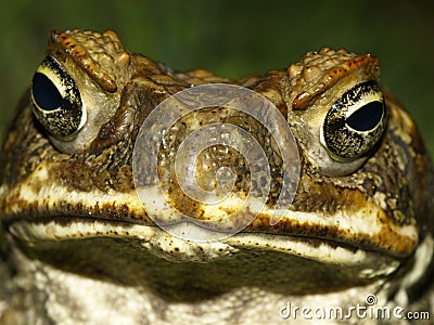 Cane Toad Face Stock Photo