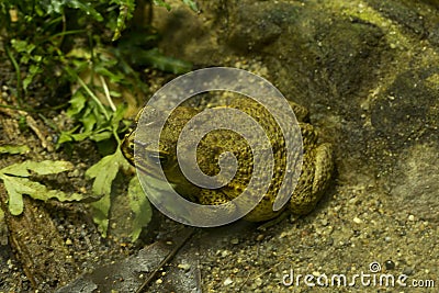 Cane toad, giant neotropical toad, marine toad Rhinella marina. Stock Photo