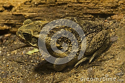 Cane toad, giant neotropical toad, marine toad Rhinella marina. Stock Photo