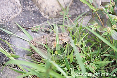 Cane Toad Hiding Stock Photo