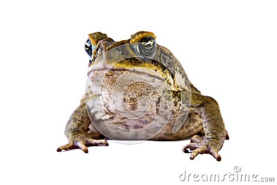 Cane toad isolated over white Stock Photo