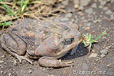 Cane Toad Stock Photo