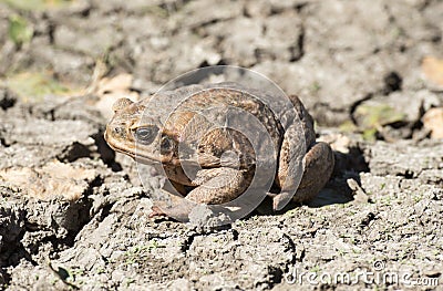 Cane toad Stock Photo