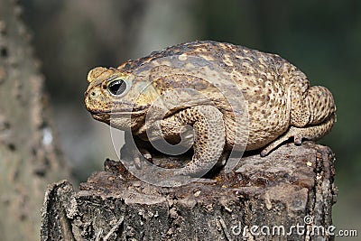 Cane Toad on a Stump Stock Photo