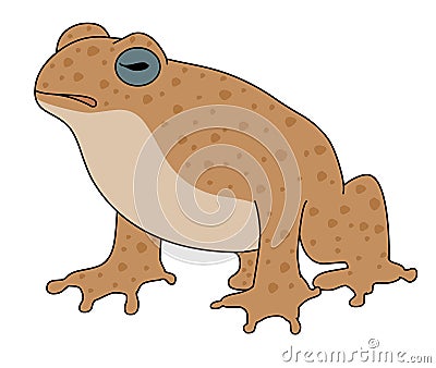 Cane Toad vector illustration. Vector frog Vector Illustration