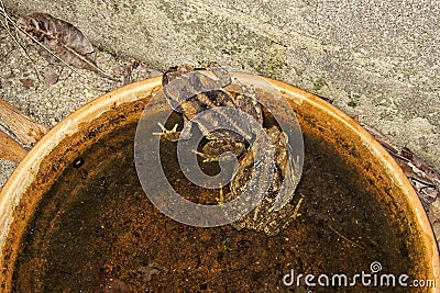 Cane toads in a dish of water Stock Photo