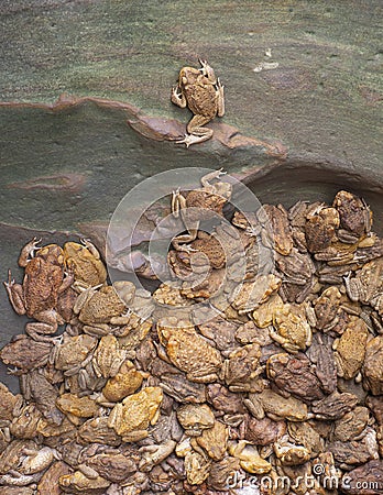 Cane toads trapped one trying to escape Stock Photo