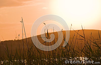 The canes on the coast of lake at sunset Stock Photo