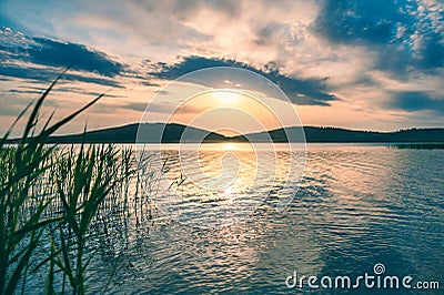 The canes on the coast of lake at sunset Stock Photo