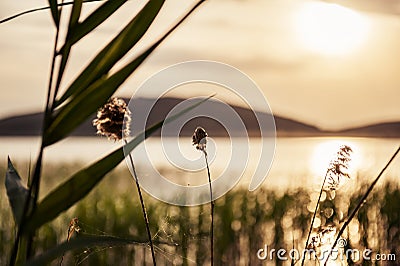 The canes on the coast of lake at sunset Stock Photo