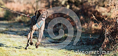 Canicross, bikejoring. German shorthaired pointerdog mushing race Stock Photo