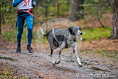 Canicross dog mushing race Stock Photo
