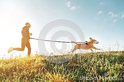 Canicross exercises. Man runs with his beagle dog. Outdoor sport activity with pet Stock Photo