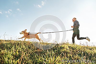 Canicross exercises. Man runs with his beagle dog. Outdoor sport activity with pet Stock Photo