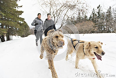 Canicross woman group Sled Dogs Pulling in winter season Stock Photo