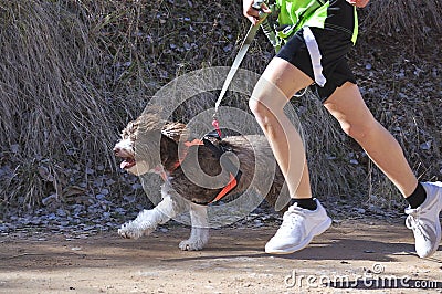 Canicross race Editorial Stock Photo