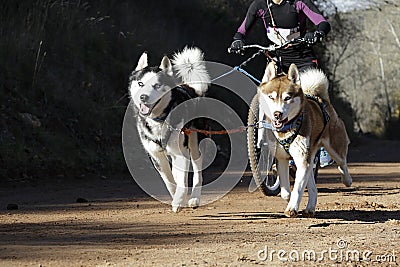 Canicross race Stock Photo