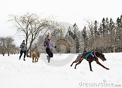 Canicross woman group Sled Dogs Pulling in winter season Stock Photo