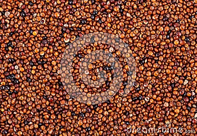 Canihua grains background. Qaniwa, qanawa, qanawi or kaniwa seeds. Dry grains of chenopodium pallidicaule. Top view. Stock Photo