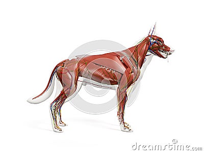 the canine anatomy Cartoon Illustration