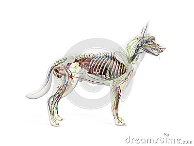 The canine anatomy Cartoon Illustration