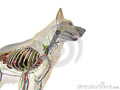 The canine anatomy Cartoon Illustration