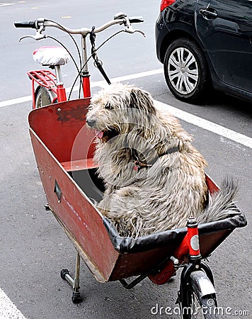 Canine Cargo in a Bicycle Basket in Ghent, Belgium Stock Photo