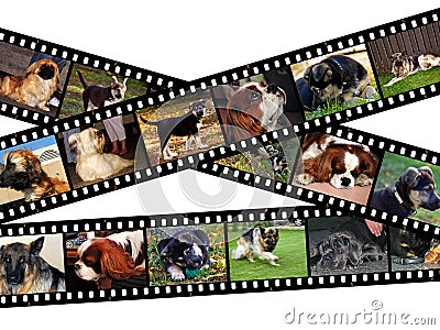 Canine filmstrip illustration Stock Photo