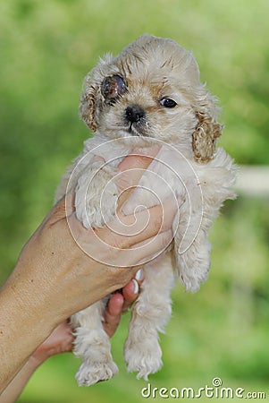 Canine glaucoma Stock Photo