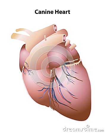 Canine Heart External Structures and Features Vector Illustration