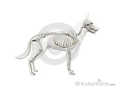 the canine skeleton Cartoon Illustration