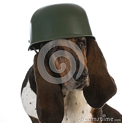 Canine soldier Stock Photo