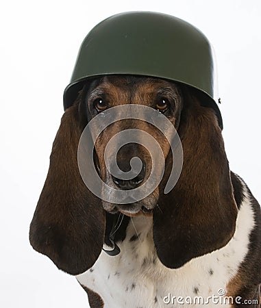 Canine soldier Stock Photo