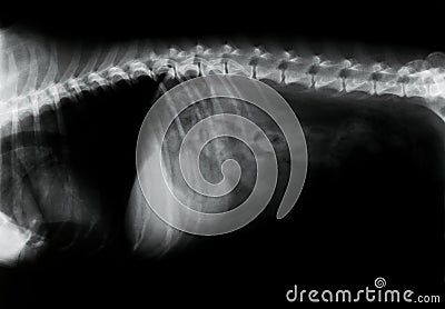 Canine Spine X-ray Stock Photo