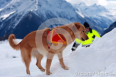 Canine unit Editorial Stock Photo