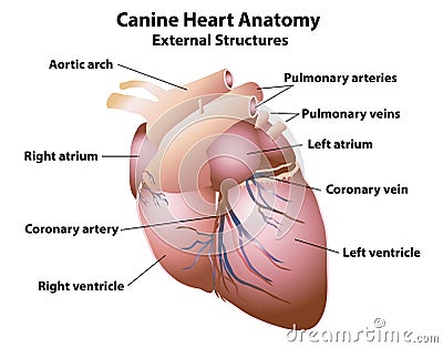 Canine Heart Anatomy External Structures Vector Illustration